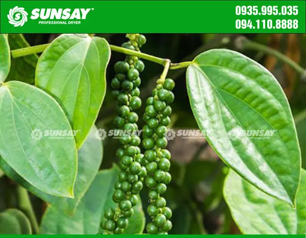 Sản xuất tiêu xanh sấy lạnh cần những gì?